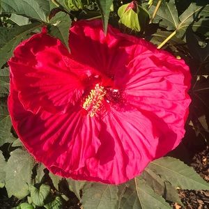 Meet your Posher, Mellisa Beth